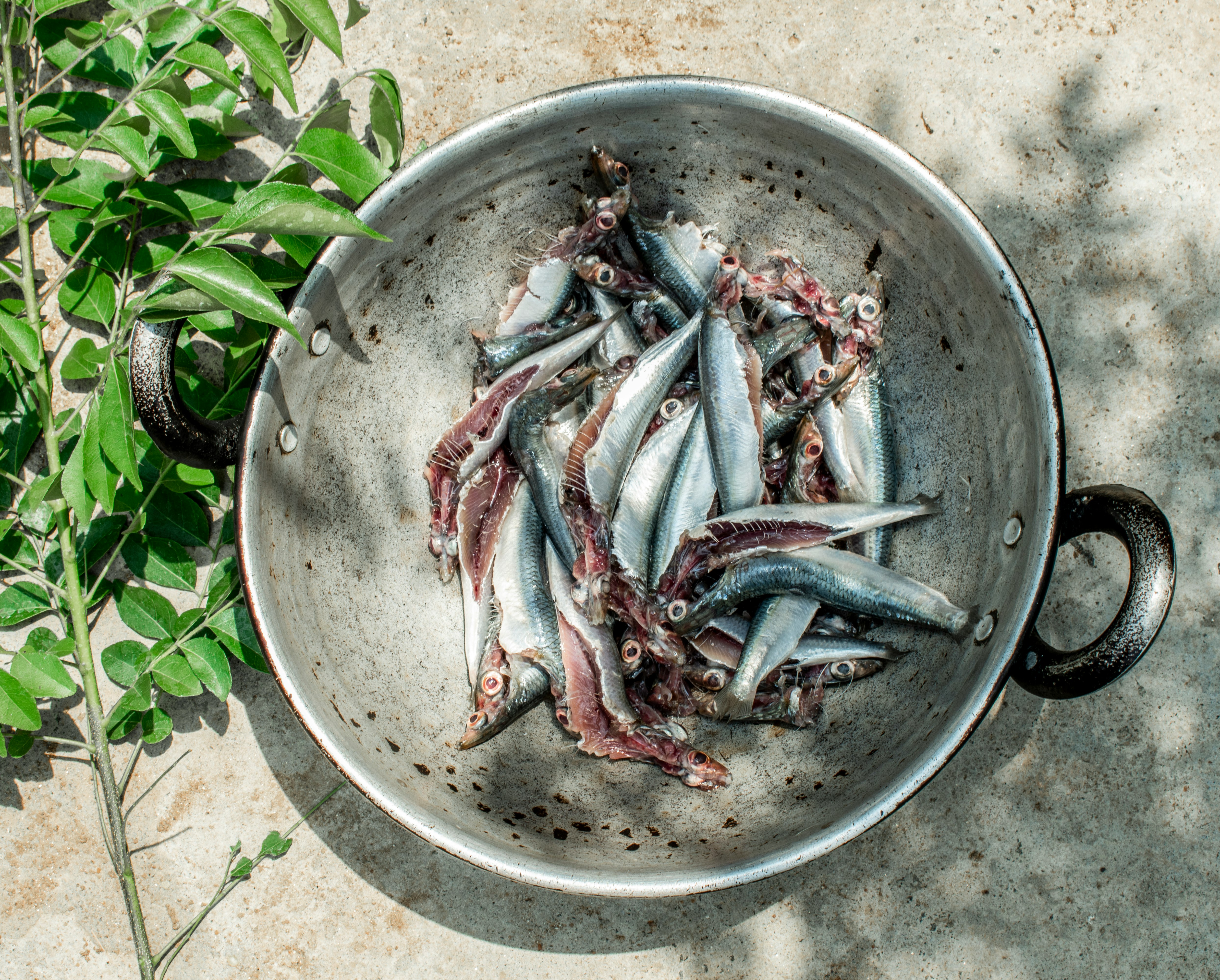 white and red fishes on round stainless steel bowl